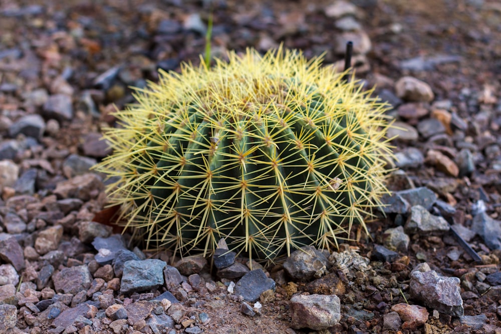 green cactus on stones