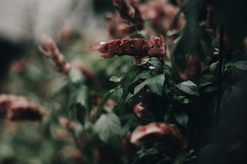 Fotografia a fuoco selettivo di fiori dai petali marroni