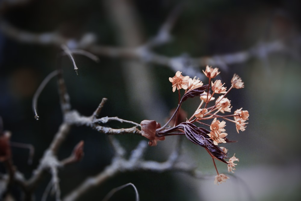 selective focus of brown petaled flower