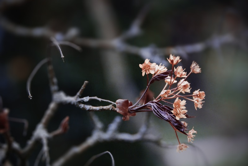 Delicate