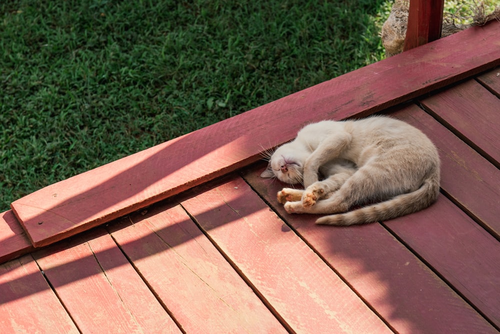 gray cat sleeping on brown wooden surface