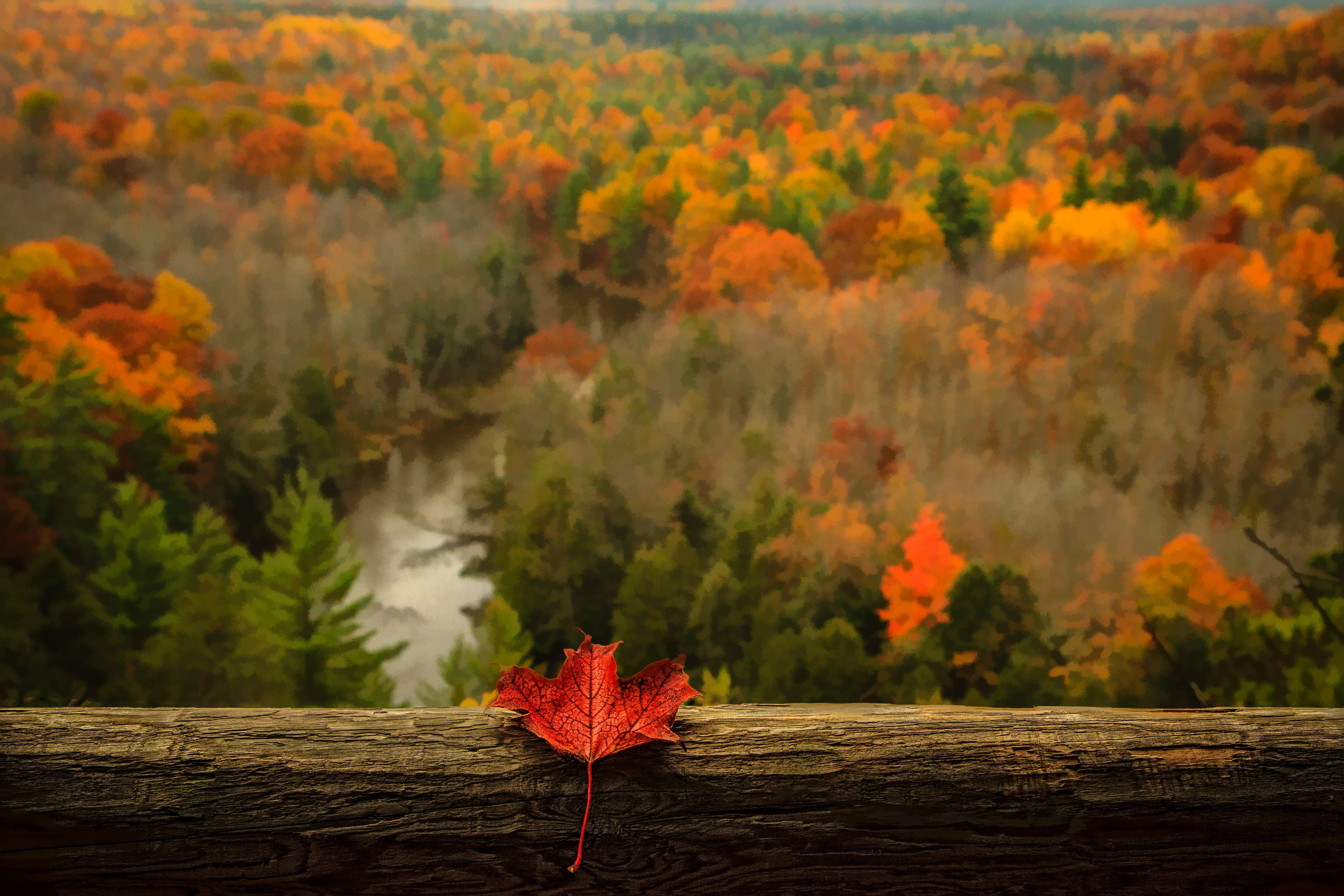 maple leaf on wooden surface