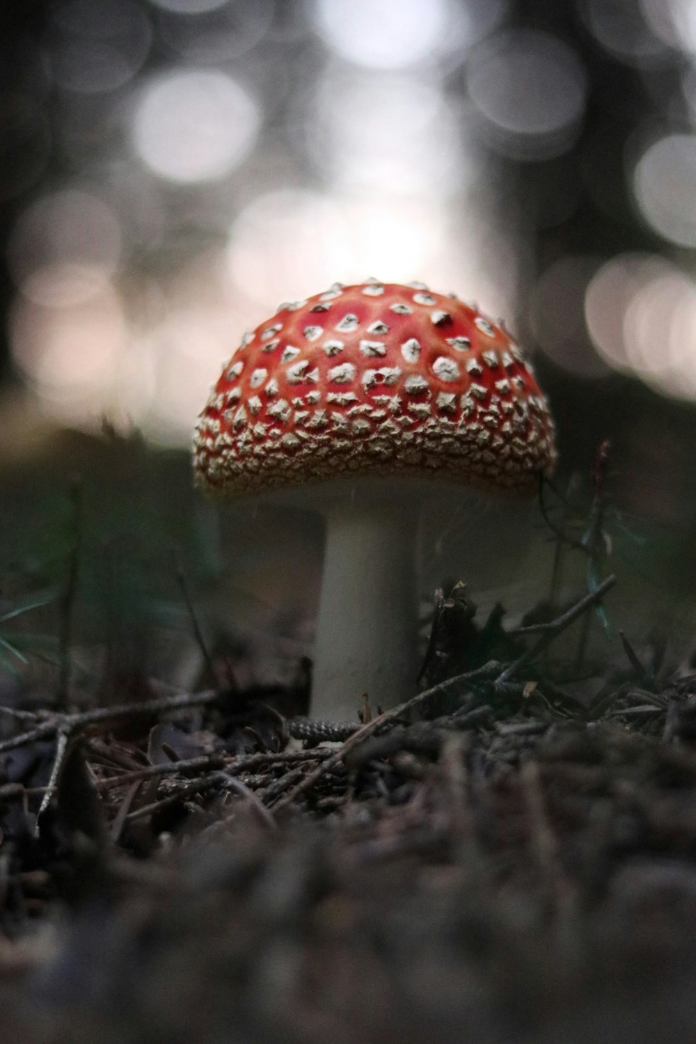 bokeh photography of red mushroom