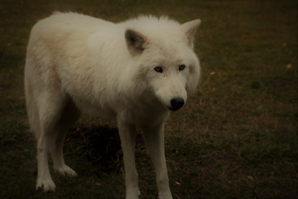 Lobo branco na grama