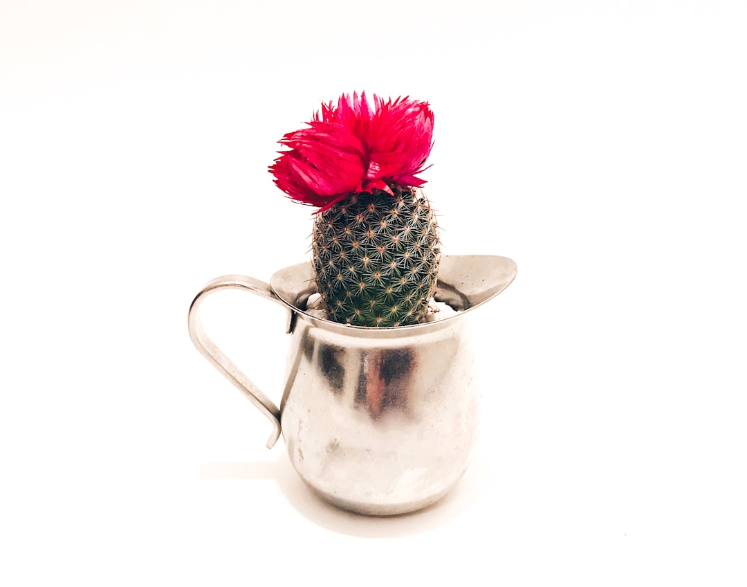 green and red cactus in white ceramic vase