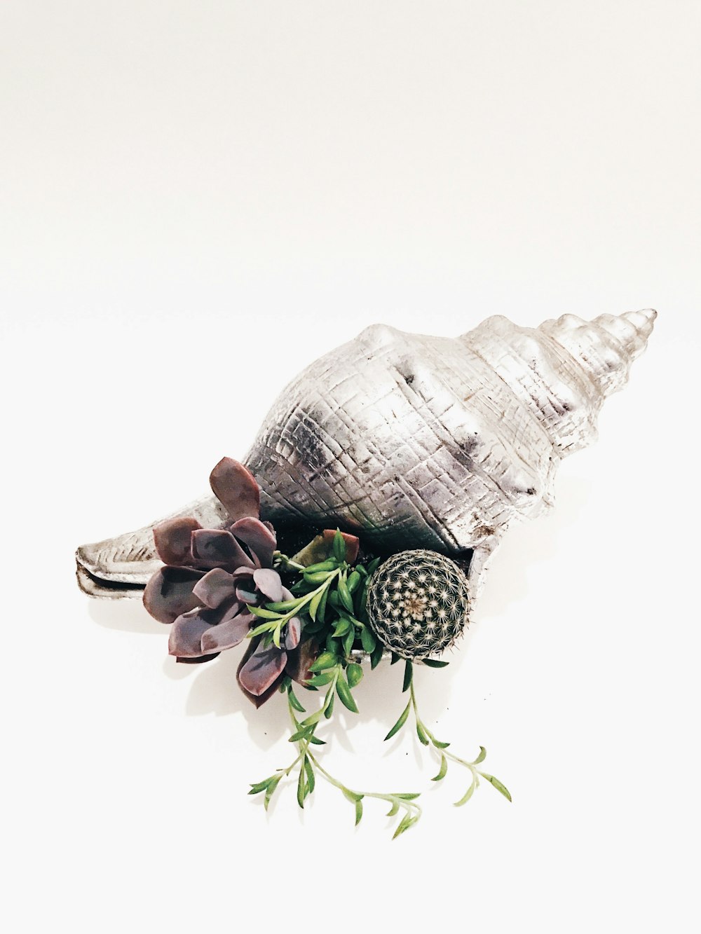 brown and white seashell on white background