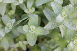 Close-up of a green mint leaf with dew drops catching morning light.