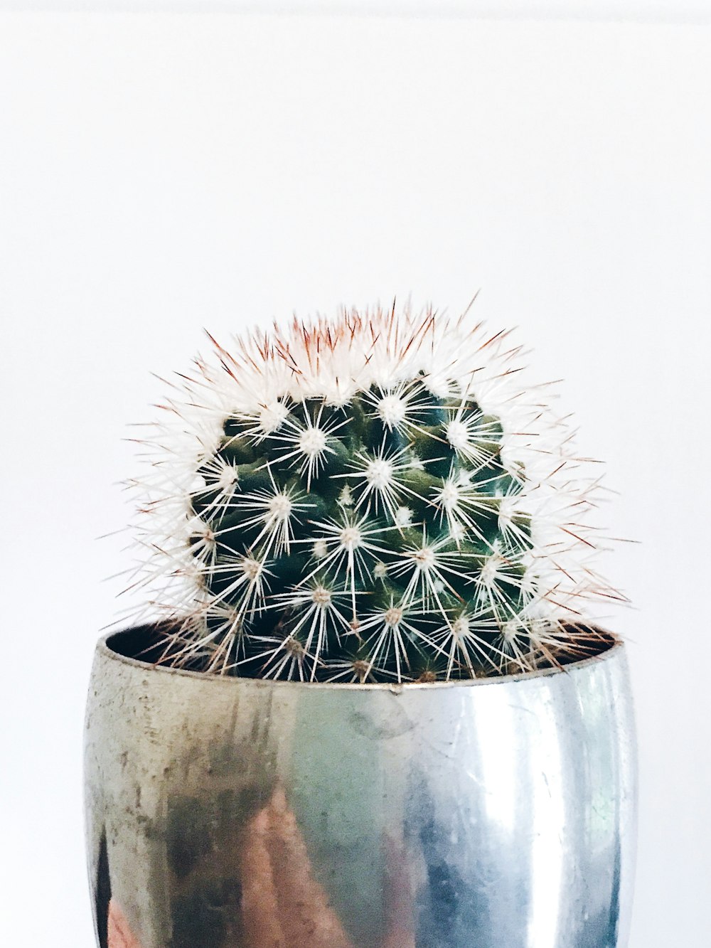 green cactus in gray pot