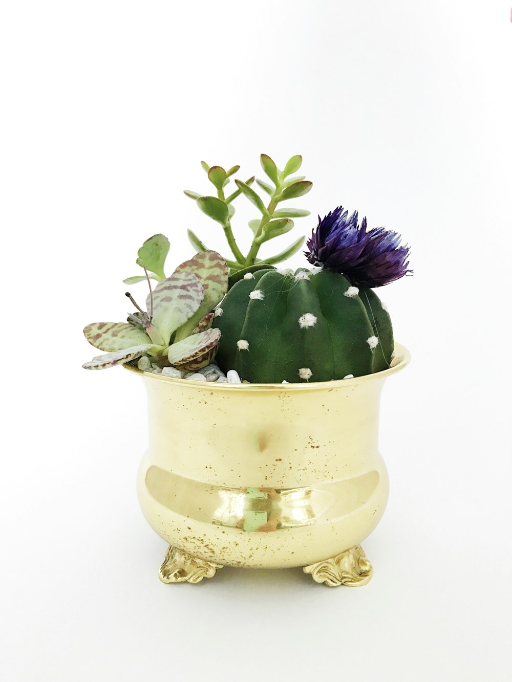 green and purple flower in gold vase