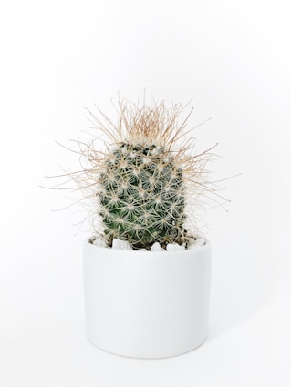 green cactus plant in vase