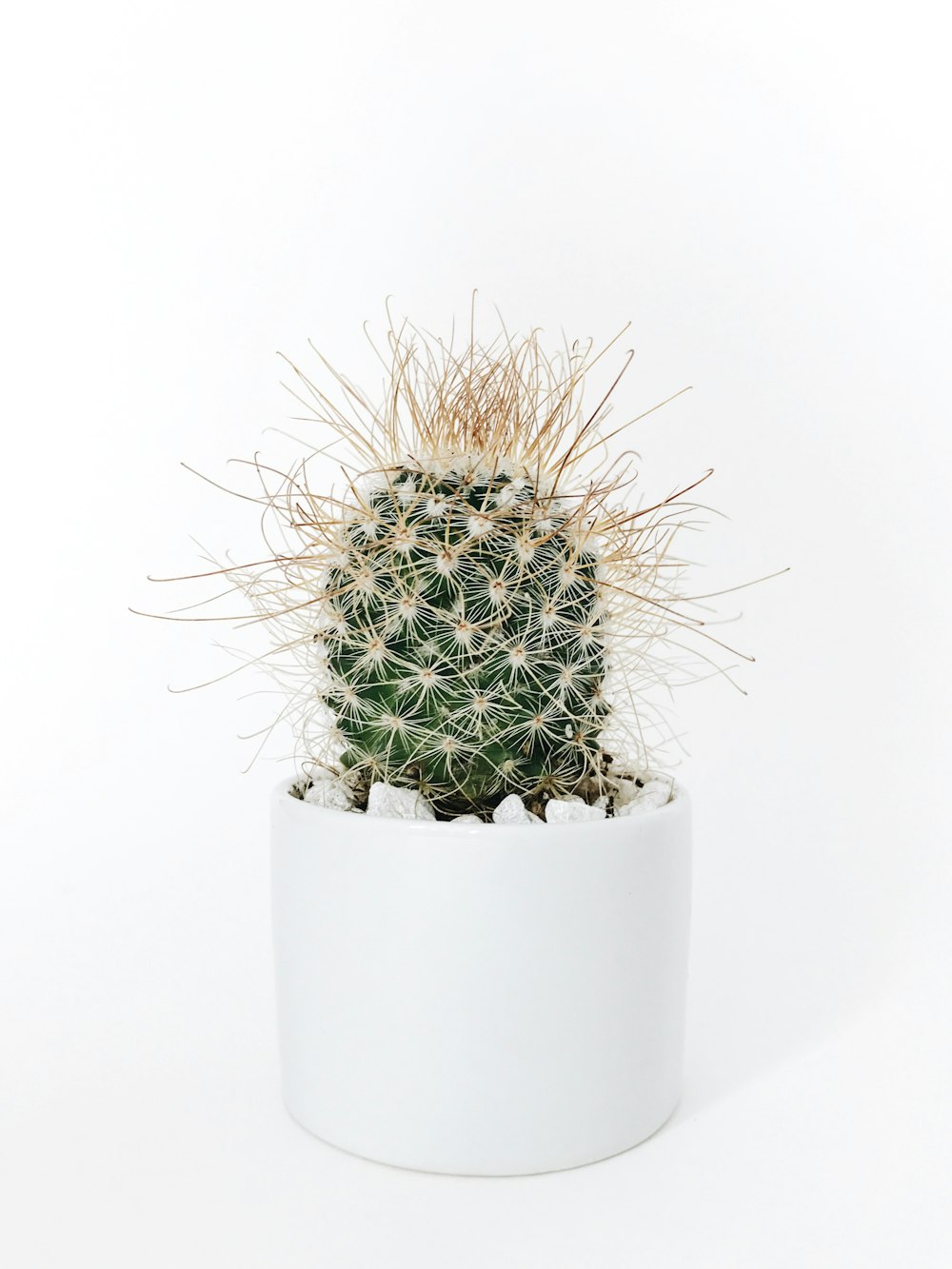 Grüne Kaktuspflanze in Vase