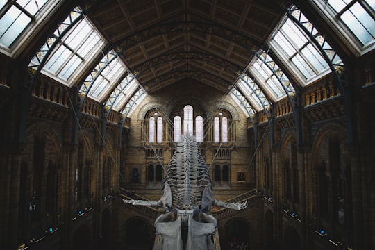 museum interior with hanged whale skeleton in Natural History Museum United Kingdom