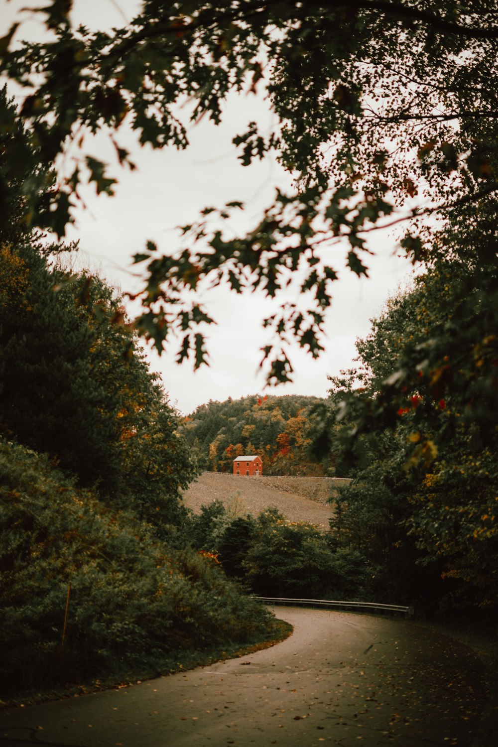 empty road near forest