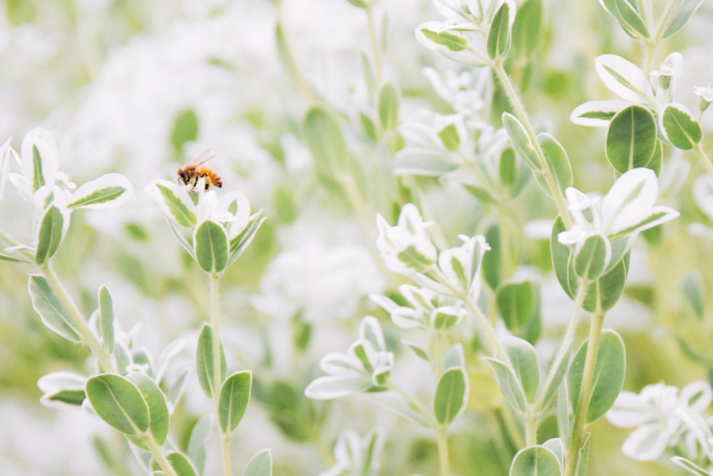 brown bee perched on green leaf plant