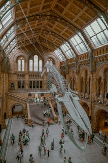 brown museum interior with whale skeleton hanged