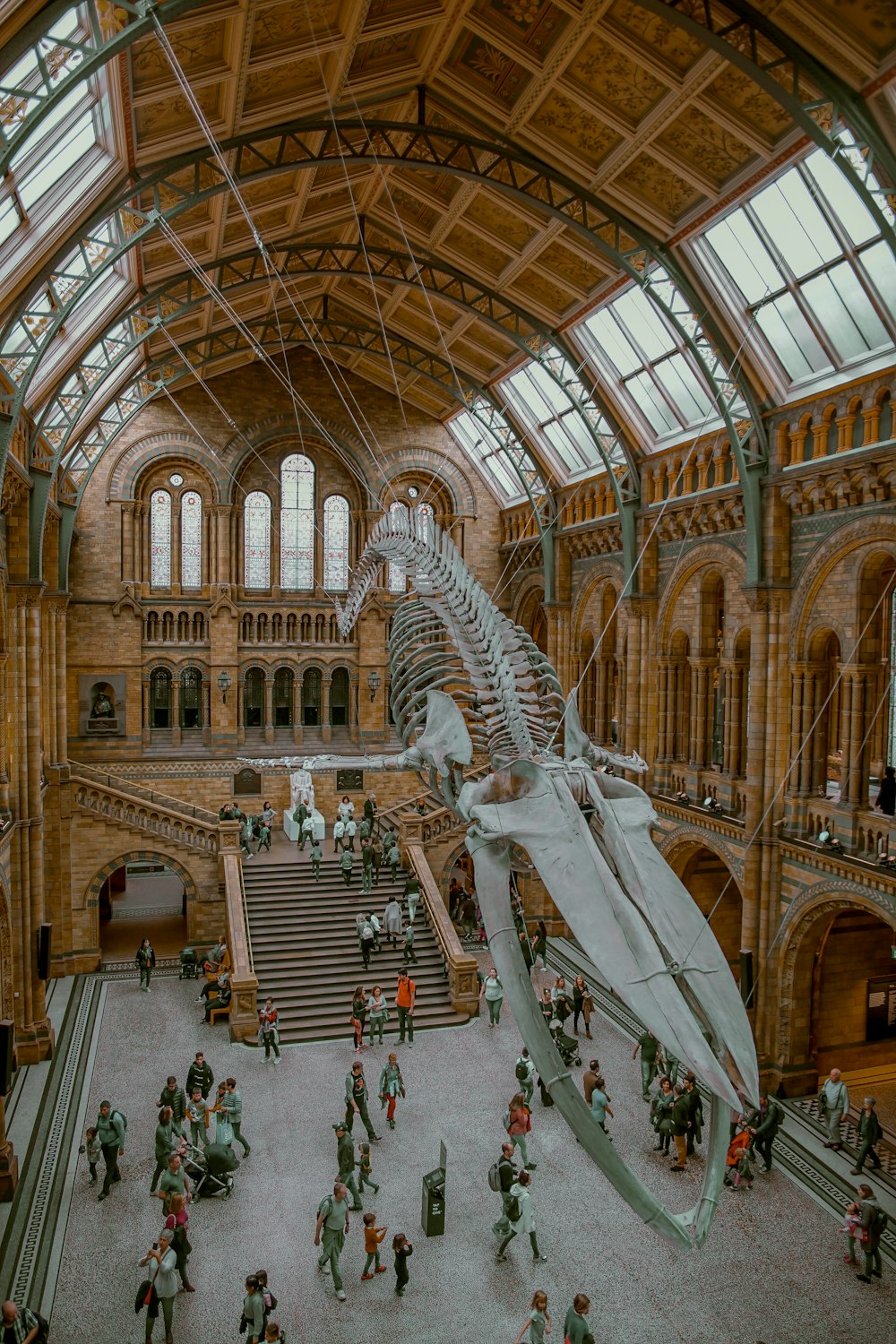 brown museum interior with whale skeleton hanged