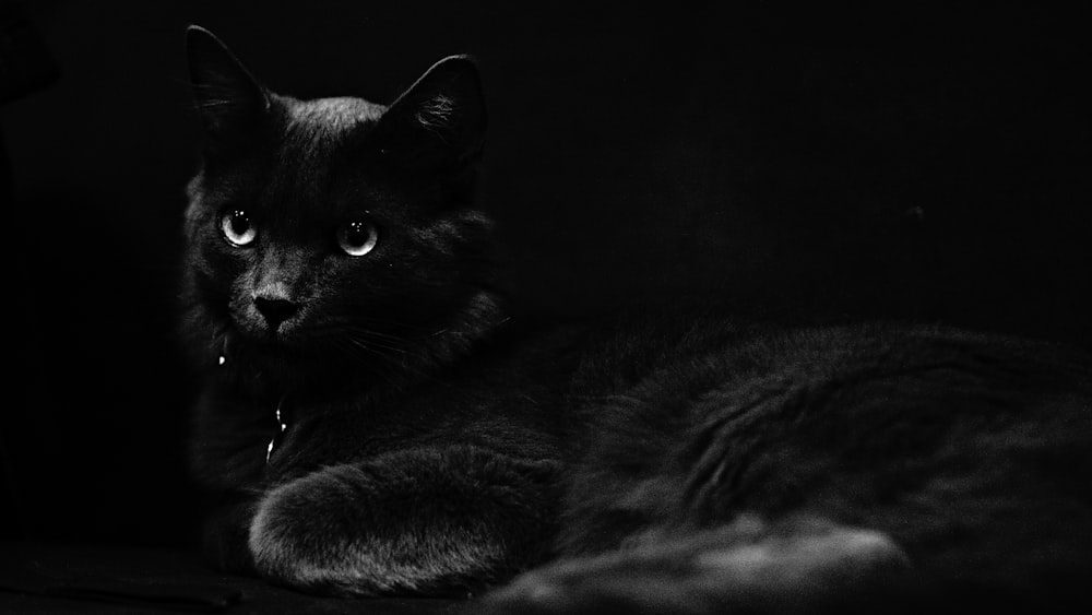 黒猫の写真 Unsplashで見つける黒の無料写真