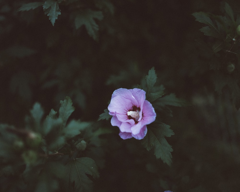 selected focus photo of pink petaled flower