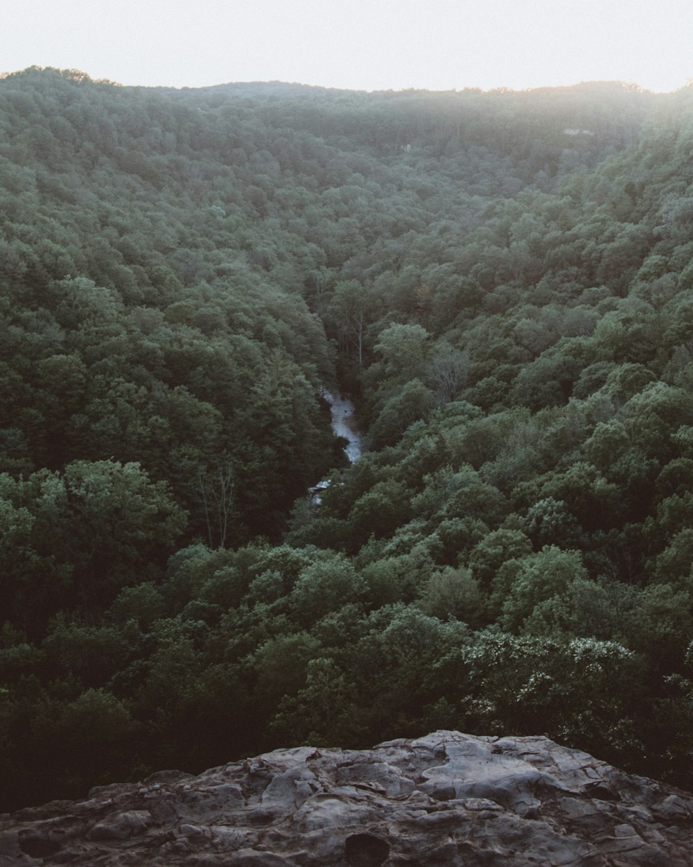 green trees on mountain during daytime