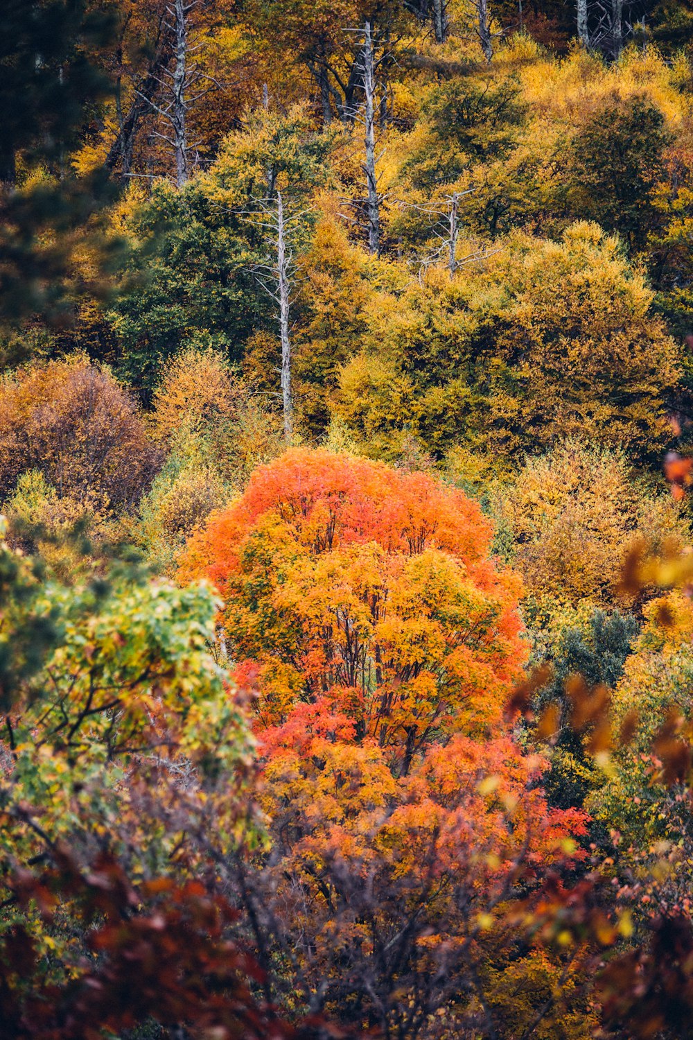 red and yellow leaf trees at daytime