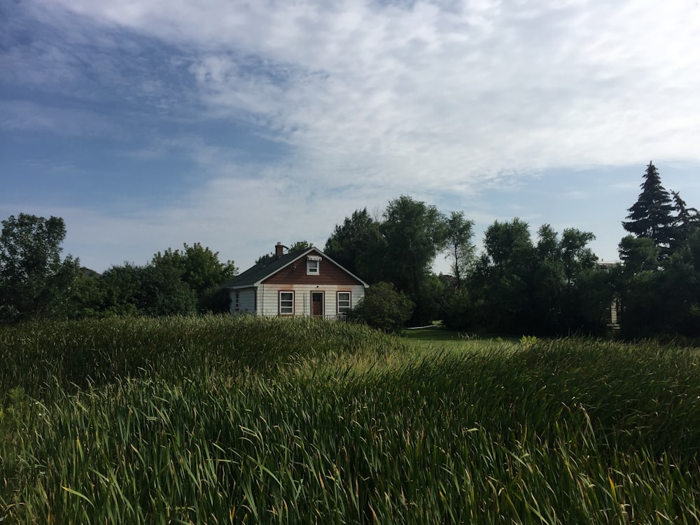 brown and white wooden house surrounded by green plants