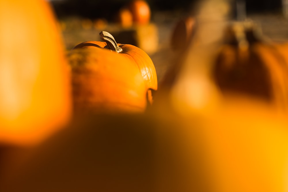 selected focus photo of orange fruit