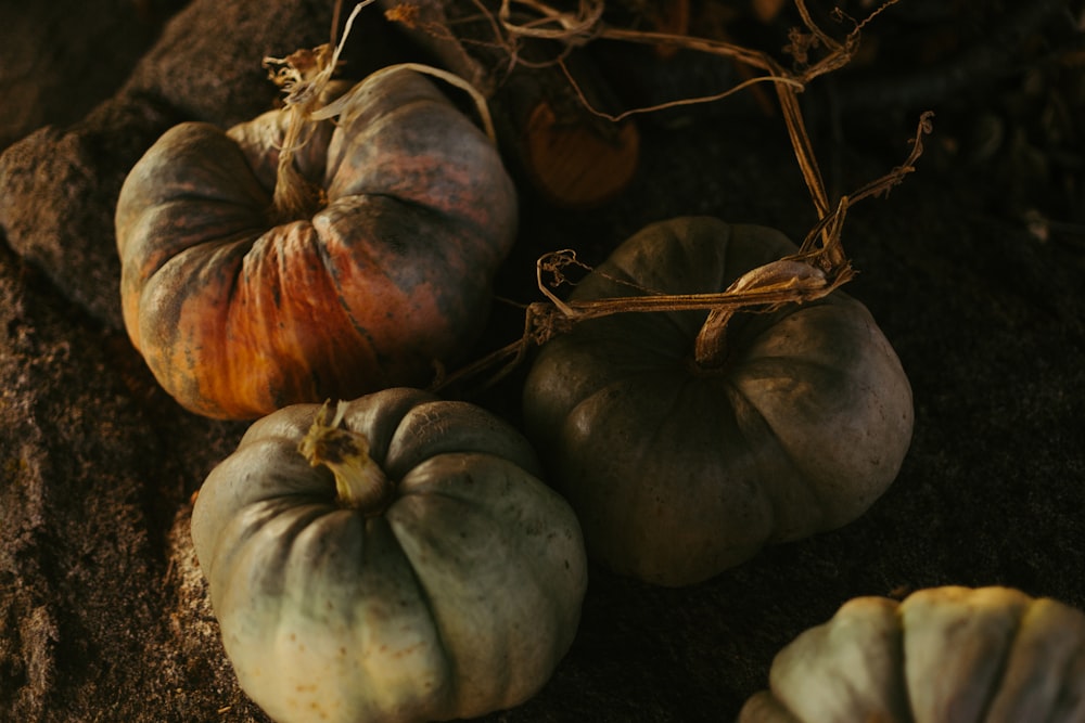 pumpkin plants on soil