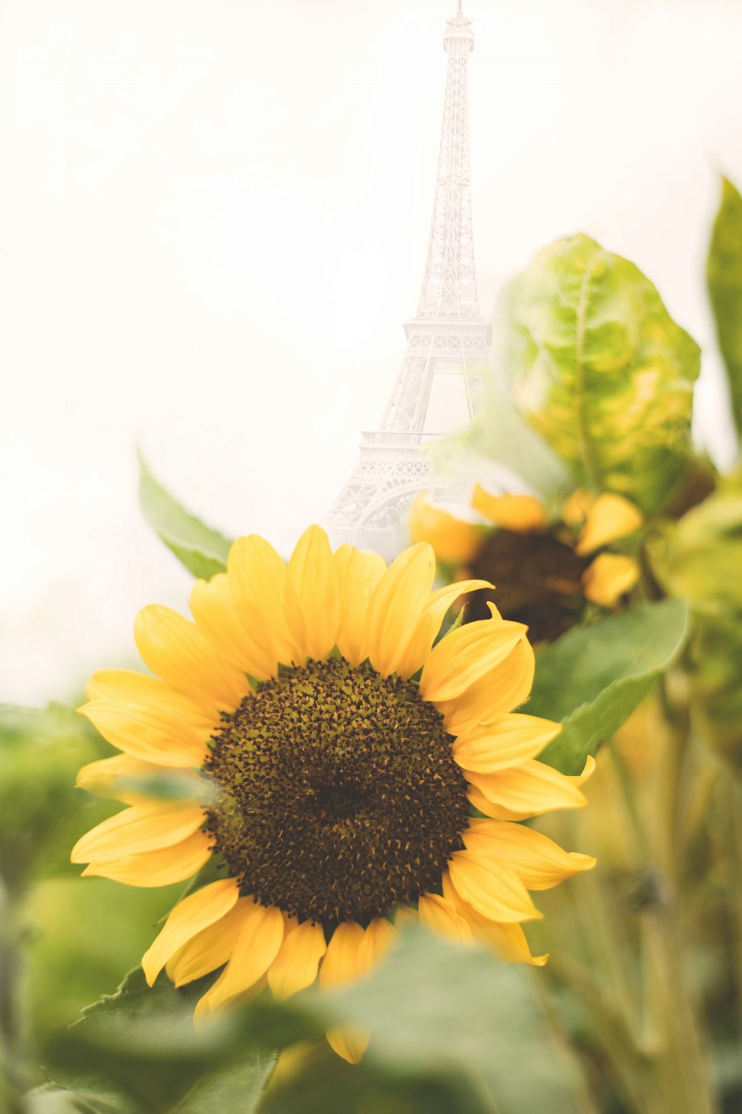 yellow sunflower in bloom during daytime