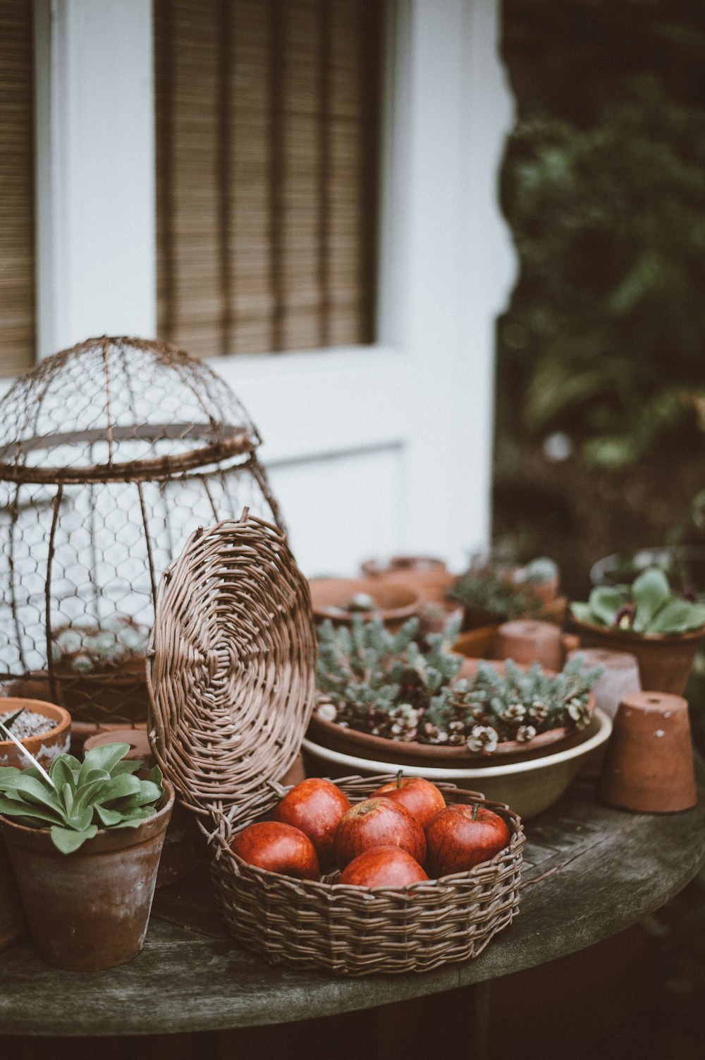 apples in basket on table beside plants