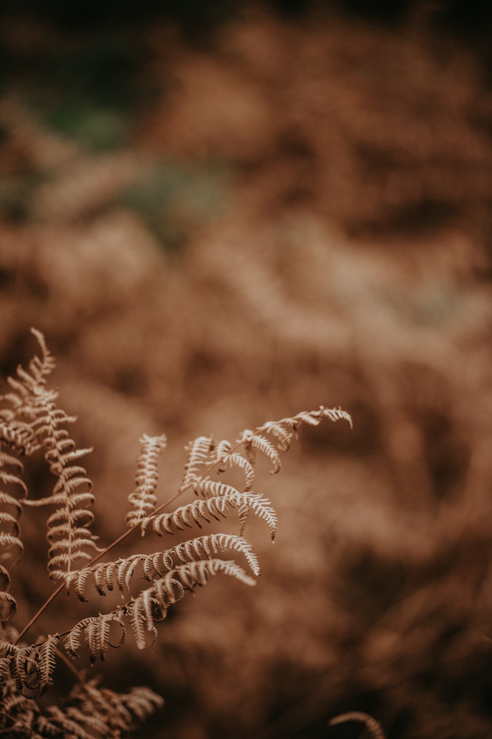 brown leafed plant