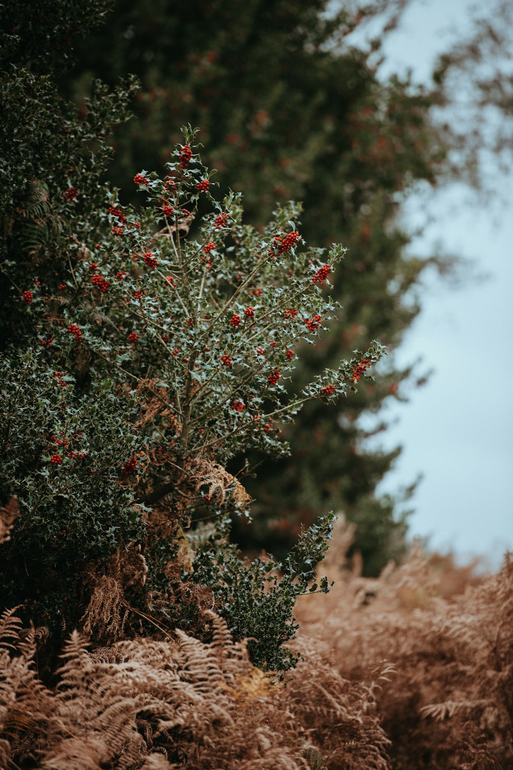 selective focus photography of red petaled flowers