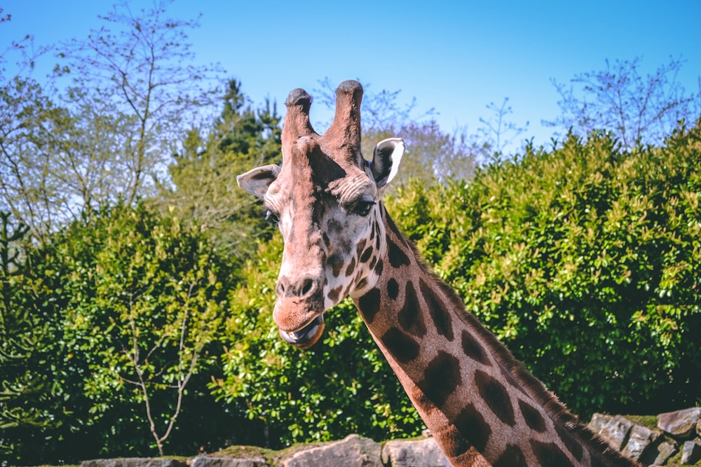 focus photo of giraffe