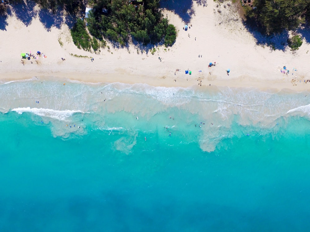 aerial view photography of people sunbathing on seashore