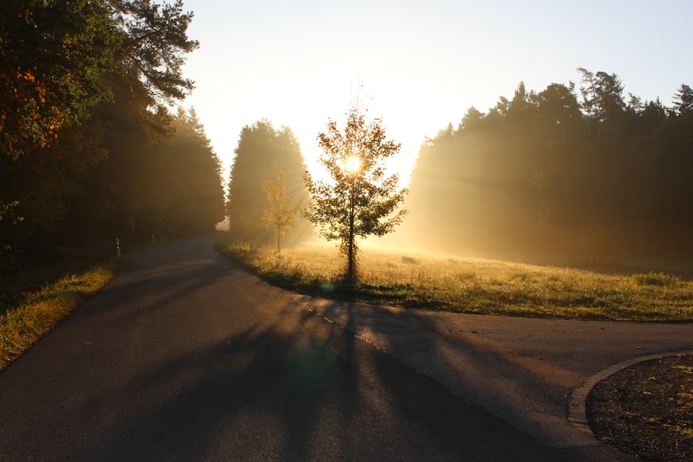 green trees during sun rise