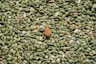 almond seed on top of green seeds