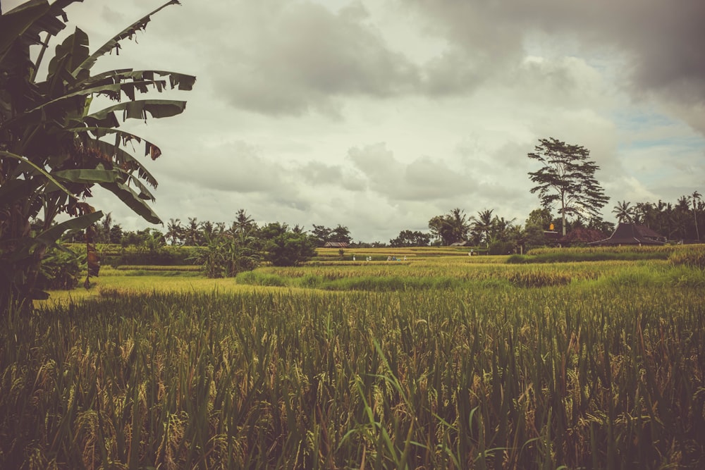 corn field under nimbus clouds