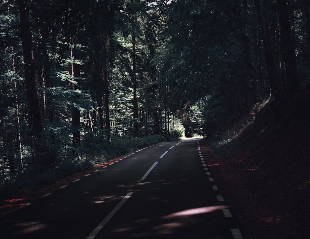 estrada de asfalto cinza sob árvores de folhas verdes durante o dia