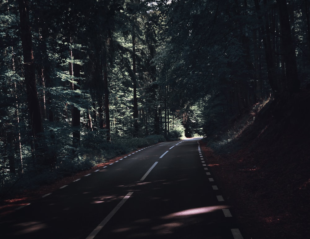 gray asphalt road under green leaf trees at daytime