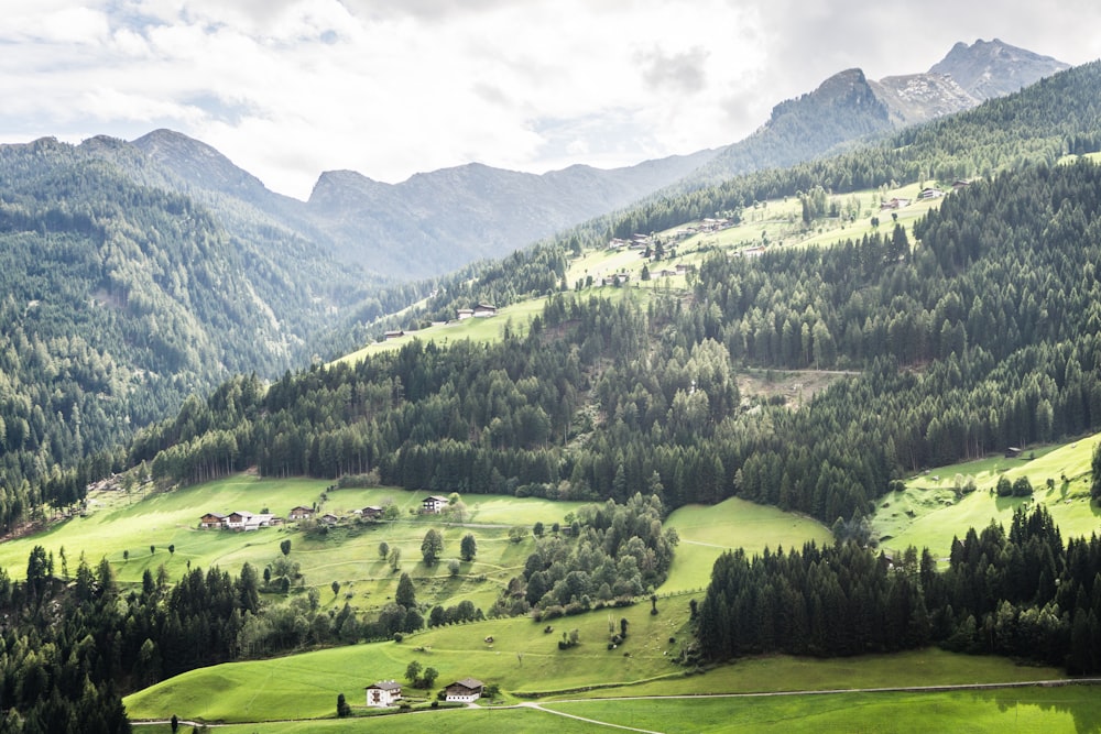 Grüne Bäume unter Wolken