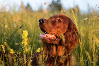 adult golden Labrador retriever dog surrounded by green grass
