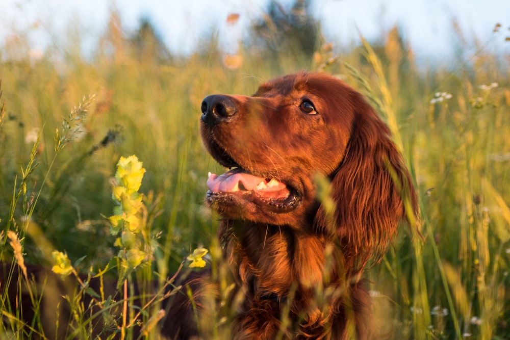 adult golden Labrador retriever dog surrounded by green grass