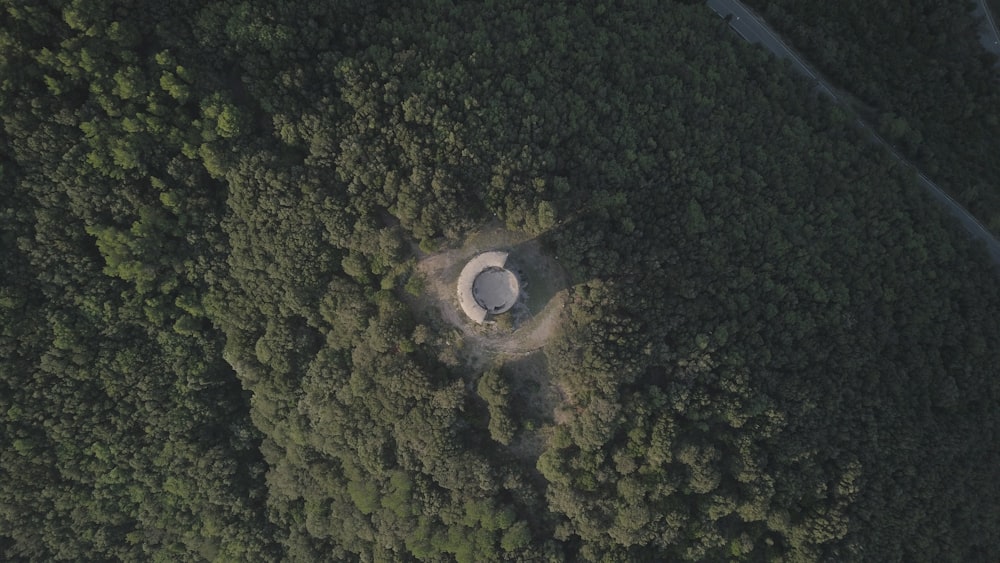 aerial view of forest