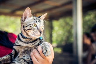 person holding gray cat