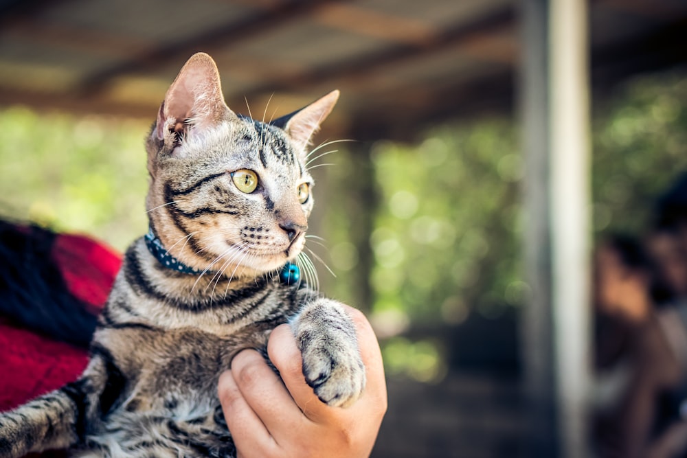 personne tenant un chat gris