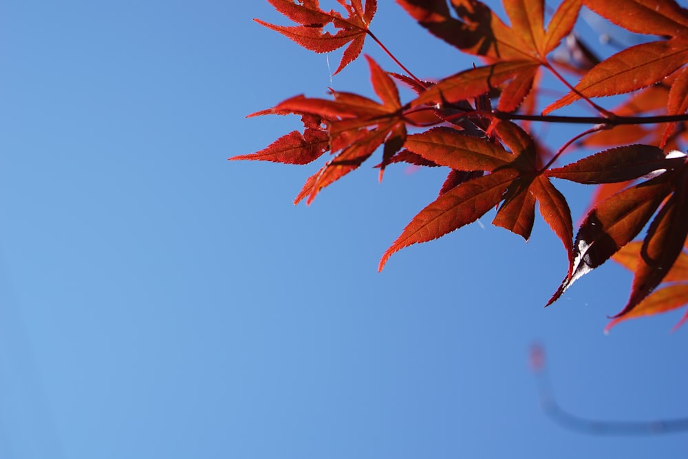 close up photo of dry leaf