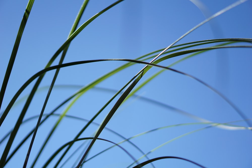 매크로 렌즈 사진의 푸른 잔디