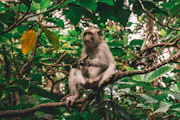 monkey sitting on branch