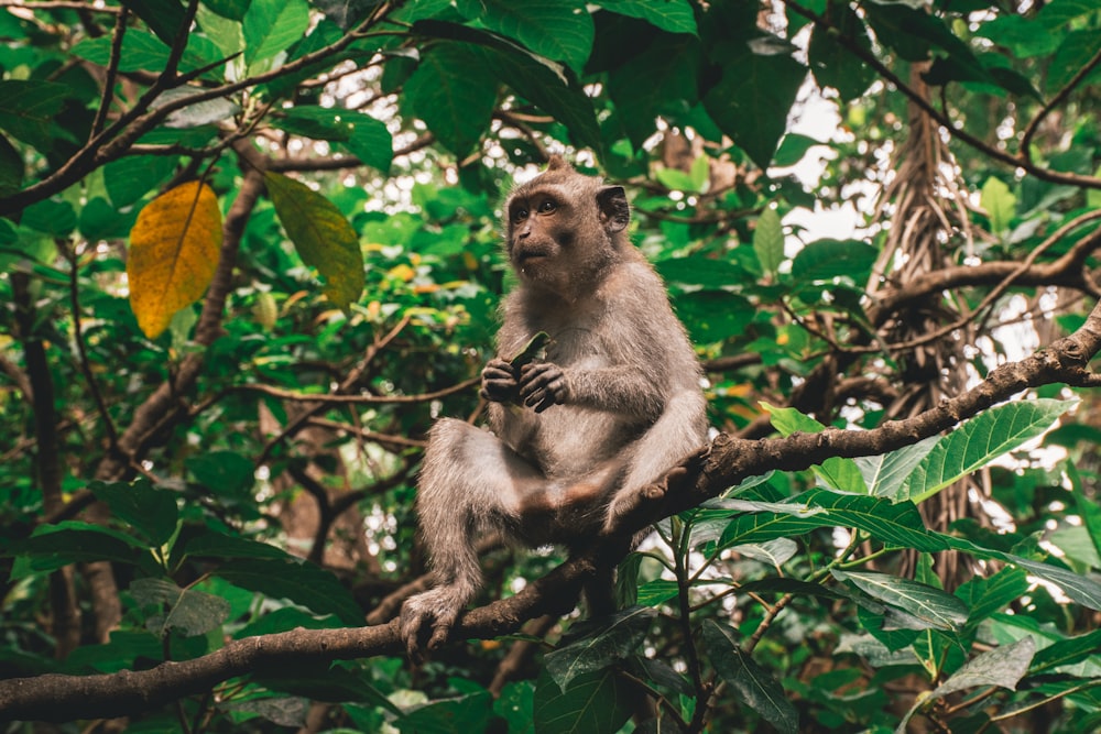 Macaco sentado no galho