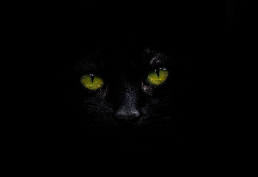 35 Gambar Black Cat Eyes Hd Wallpaper terbaru 2020