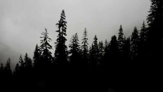 silhouette photo of trees with white clouds in Snow Lake United States